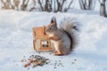 Wild squirrel eats nuts and seeds on snow in winter park Royalty Free Stock Photo