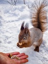 wild squirrel eats nuts and seeds on snow in winter park Royalty Free Stock Photo
