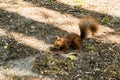 A wild squirrel in a forest eats a nut Royalty Free Stock Photo