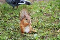 Wild squirrel in the autumn forest on the grass eats a nut Royalty Free Stock Photo