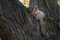 A wild squirrel in the forest sits on a tree and gnaws on nuts. The animal changes fur to winter gray. Royalty Free Stock Photo