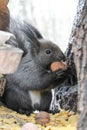 A wild squirrel with gray wool eats a nut while sitting in a feeder Royalty Free Stock Photo