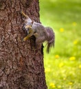 Wild Squirrel Hanging on Side of Tree Bark