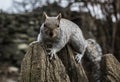 Wild squirrel in the nature, Italy Royalty Free Stock Photo