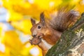 Wild squirrel with a nut in its paws