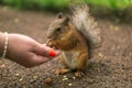 wild squirrel in the park eats from a woman's palm Royalty Free Stock Photo