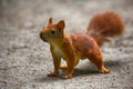 Wild squirrel on Heath