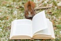 Wild squirrel reading a book outdoors