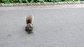 wild squirrel. rodent animal outdoor, copy space. squirrel grey color. wildlife of squirrel. rodent animal of squirrel