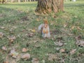 A wild squirrel runs around the park.