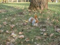 A wild squirrel runs around the park.