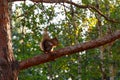 A wild squirrel sits on a pine branch and eats nuts. Natural background. Copy space. Squirrel in nature