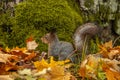 A wild squirrel sitting in the forest at sunny autumn day Royalty Free Stock Photo
