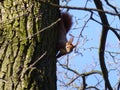 Wild squirrel in spring in the park Royalty Free Stock Photo