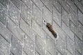 Wild squirrel stick to the wall Royalty Free Stock Photo