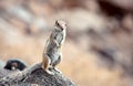 Wild squirrel close-up on the island of Fuerteventura