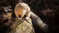 Wild Squirrel - Zion National Park, USA