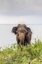 Wild Sri Lankan elephant at Udawalewa lake, Sri lanka