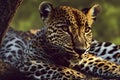 Wild Sri Lankan leopard, Panthera pardus kotiya, on a tree branch, generative ai