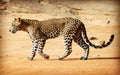 Wild Sri Lankan leopard in the Yala National Park