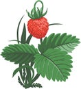 Wild Srtawberry