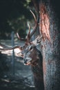 Wild Stag in the Forest in Spring