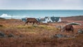 Wild Stag Grazing Freely Outer Hebrides