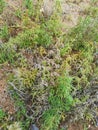 wild Staghorn clubmoss growing on the sandy ground.