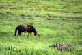 Wild stallion grazing on summer meadow