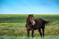 Wild stallion grazing on summer meadow