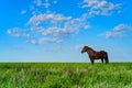 Wild stallion grazing on summer meadow