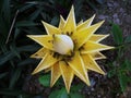 Wild Star-Shaped Flower