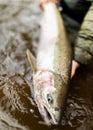 Alaska Wild Steelhead fish Royalty Free Stock Photo