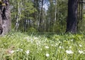 Wild Stellaria Caryophyllaceae white flowers blossom in spring forest Royalty Free Stock Photo