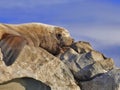 Wild Steller Sea Lion