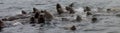 Wild steller sea lion on Tuleniy island near Sakhalin