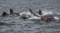 Wild steller sea lions Eumetopias jubatus on Tuleniy island ne