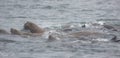 Wild steller sea lions Eumetopias jubatus on Tuleniy island ne