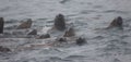 Wild steller sea lions Eumetopias jubatus on Tuleniy island ne