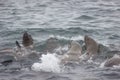 Wild steller sea lions Eumetopias jubatus on Tuleniy island ne