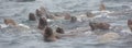 Wild steller sea lions Eumetopias jubatus on Tuleniy island ne