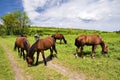 Wild steppe horses