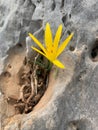 Single fragile flower blooming in recess of a rocky stone.