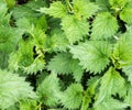 Wild stinging nettle plant, top view