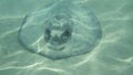 Wild Stingray basking in the sun Royalty Free Stock Photo