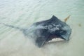 Wild Stingray: Indian Ocean Royalty Free Stock Photo