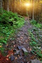 Wild stone way in mountain forest Royalty Free Stock Photo