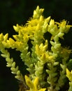 Stonecrop Sedum acre grows in the wild