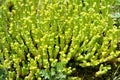 Stonecrop Sedum acre grows in the wild