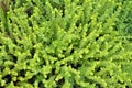 Stonecrop Sedum acre grows in the wild